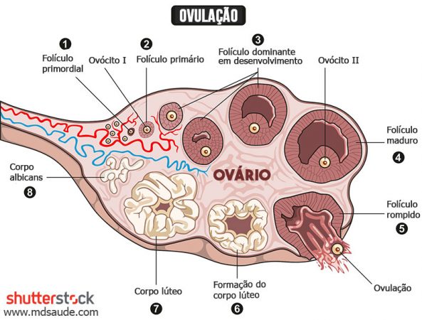 Ovulação: sintomas, causas e testes diagnósticos 2 Ovulação