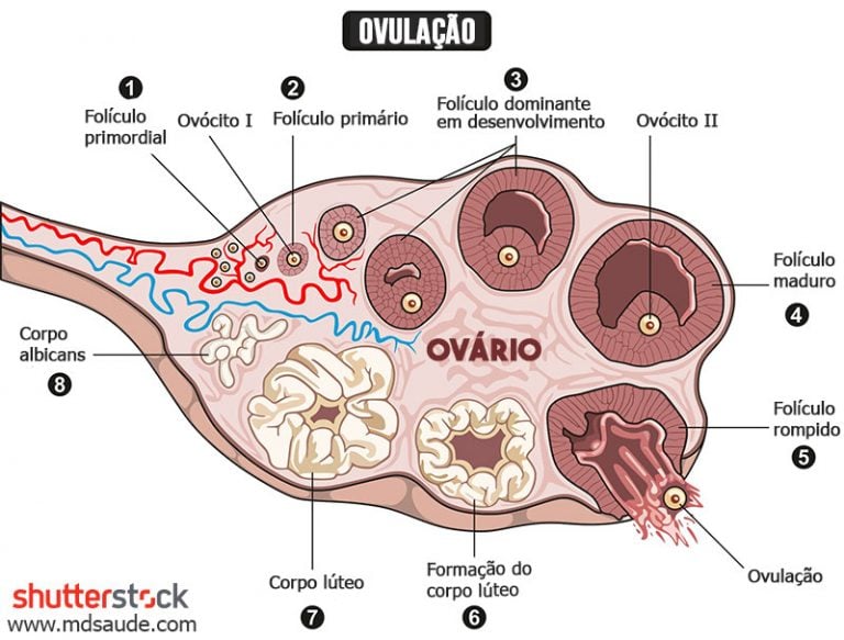 Ovulação sintomas, causas, testes e calculadora MD.Saúde Ovulação sintomas, causas, testes e calculadora MD.Saúde