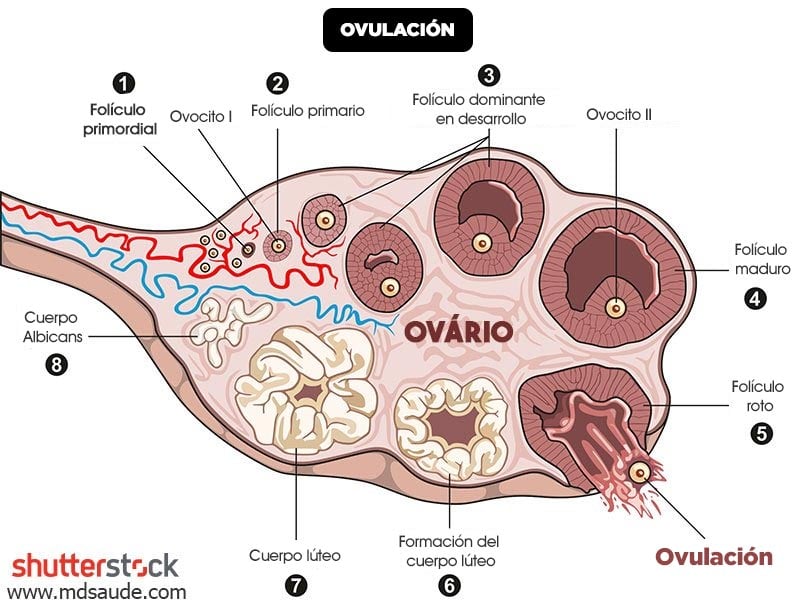 Cómo ocurre la ovulación