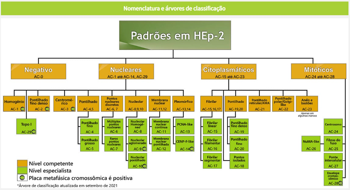 Classificação mais atual dos padrões de FAN HEp-2.