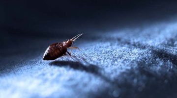 PERCEVEJOS DE CAMA – Sintomas e Tratamento