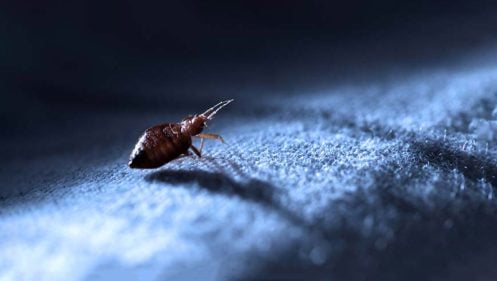 Bed Bugs: Symptoms, Bites, Pictures, and Treatment