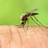 CÓMO TRATAR LAS PICADURAS DE MOSQUITO