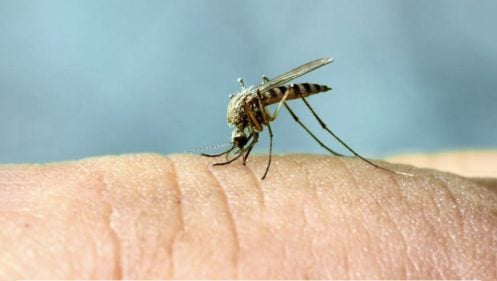 Picadura de mosquito: alergia, enfermedades y tratamiento