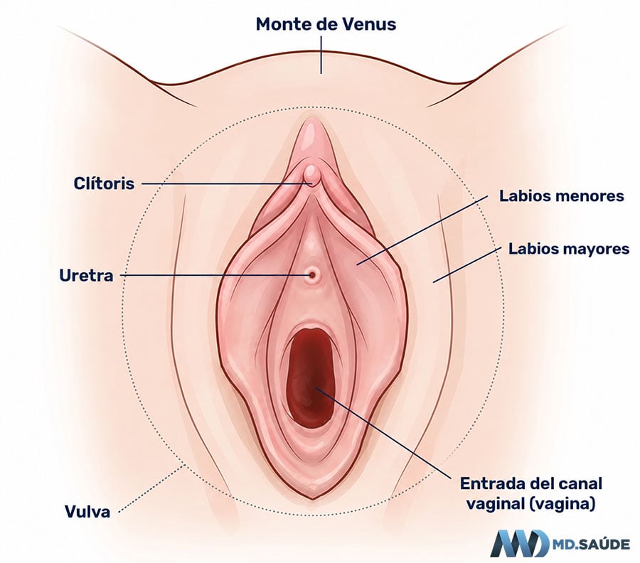 Anatomía vulvar