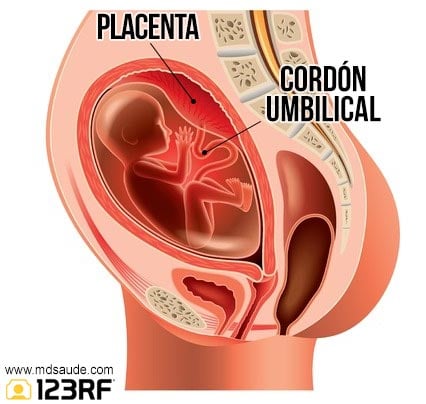 Placenta y cordón umbilical