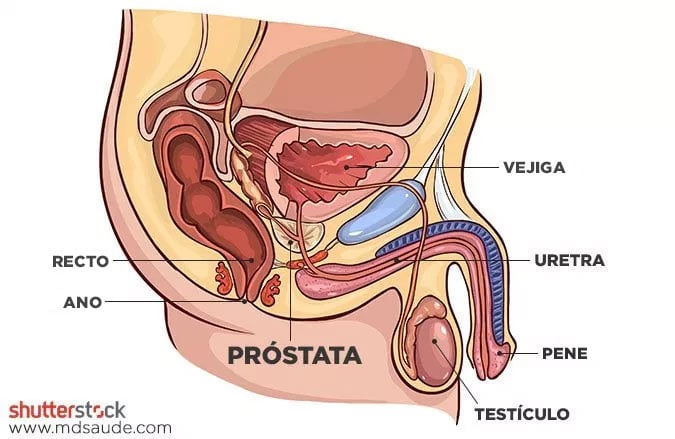 Anatomía del tracto genitourinario masculino - Próstata