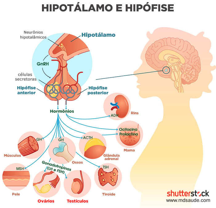 Hormônios produzidos pelo eixo hipotálamo-hipófise