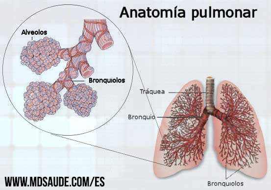 anatomía pulmonar