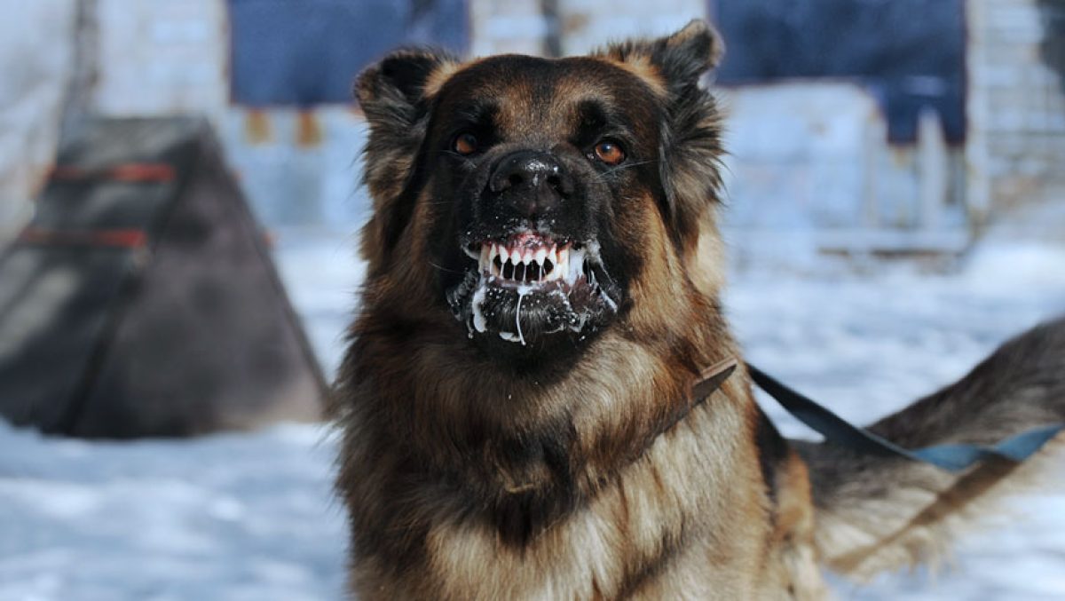 Vai morrer agora cachorro! Machucou minha cachorrinha. em 2023