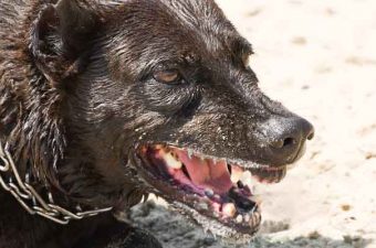 RABIA – Transmisión, síntomas y vacuna