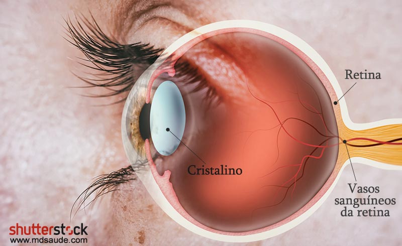 Retina - anatomia simplificada do olho