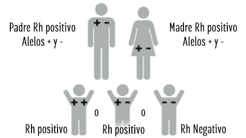 Padre y Madre Rh positivo (alelos positivo y negativo)