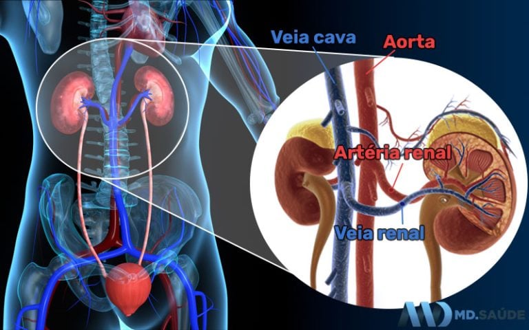 Onde fica cada órgão do corpo humano? | MD.SAÚDE