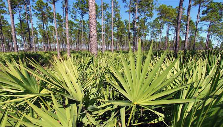 Saw palmetto