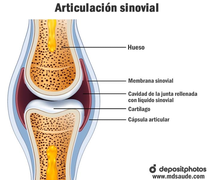 Articulación sinovial