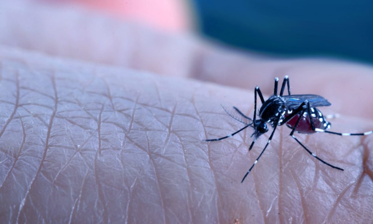 21 síntomas del dengue (clásico y hemorrágico) úde 21 síntomas del dengue (clásico y hemorrágico) úde