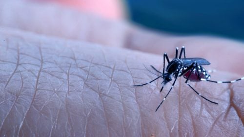 21 síntomas del dengue (clásico y hemorrágico)