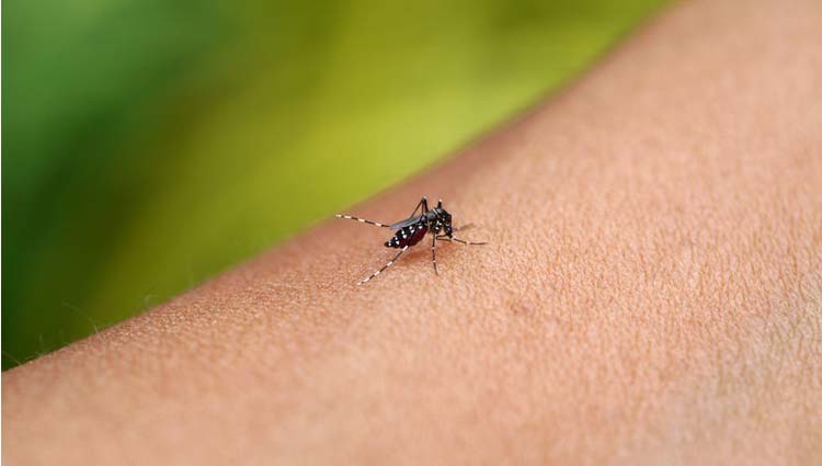 Sintomas da dengue