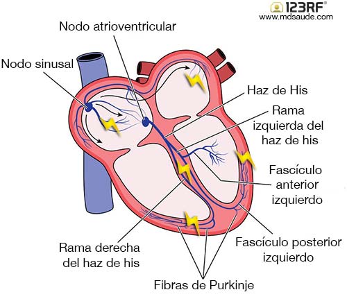 Sistema eléctrico del corazón