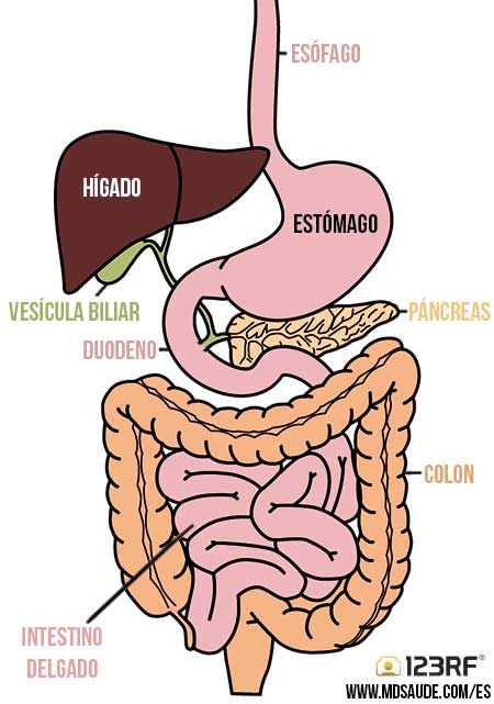 Sistema digestivo