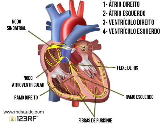 Eletrocardiograma Sistema-eletrico-cardiaco