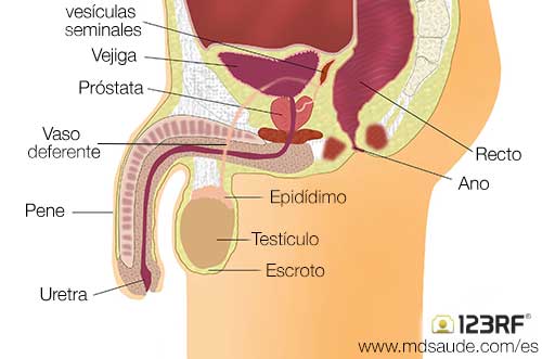 sistema-reproductor-masculino