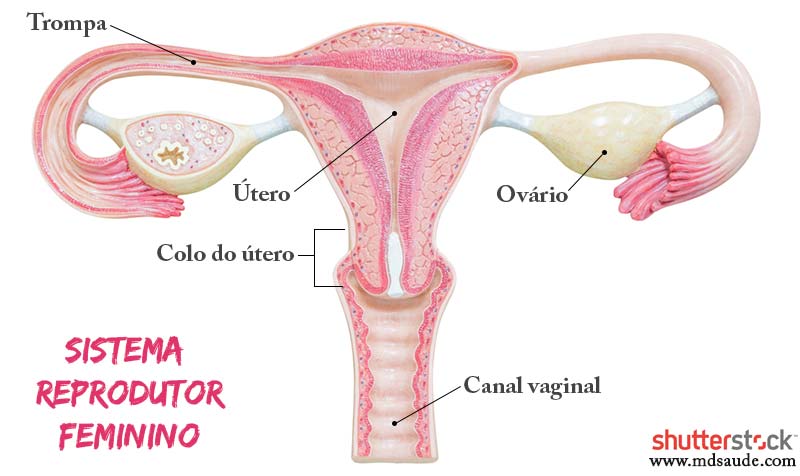 Corrimento Vaginal - tipos, causas, como tratar e prevenir