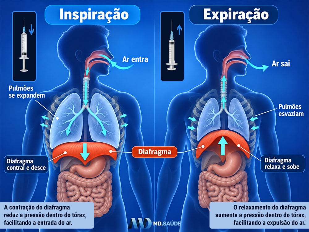 Movimentos do diafragma durante a respiração