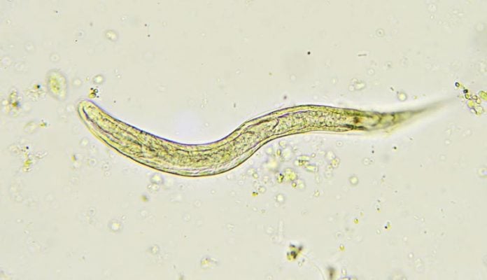 strongyloides-imagem strongyloides stercoralis