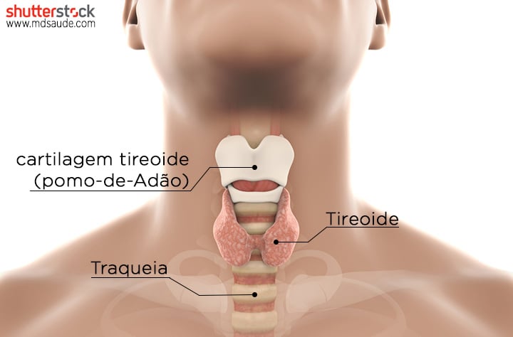 Glândula tireoide