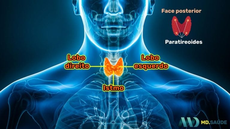 Onde fica cada órgão do corpo humano? | MD.Saúde