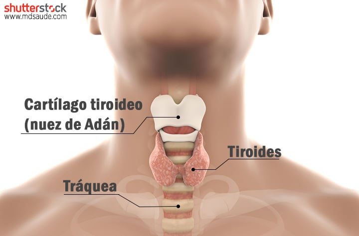 Ubicación de la glándula tiroides