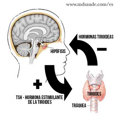 Funcionamiento de la tiroides