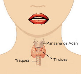 Resultado de imagen para tiroides