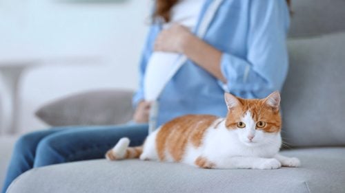 Toxoplasmosis en el embarazo: serología, riesgos y síntomas