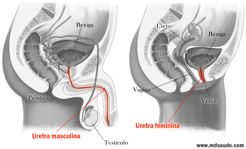 Localização da uretra em homens e mulheres