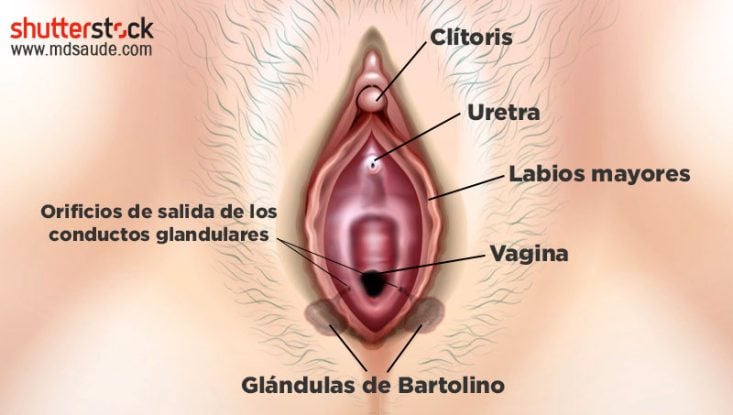 Ubicación anatómica de las glándulas de Bartolino