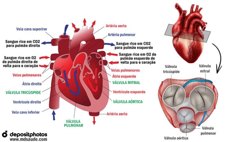 Anatomia do coração