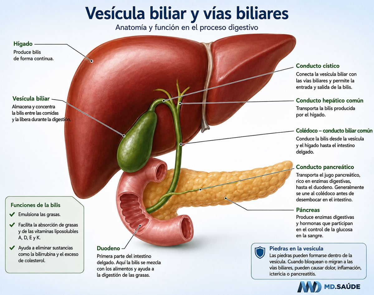 Vías biliares