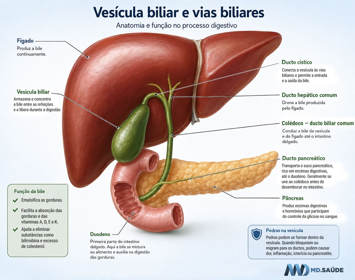 Vias biliares