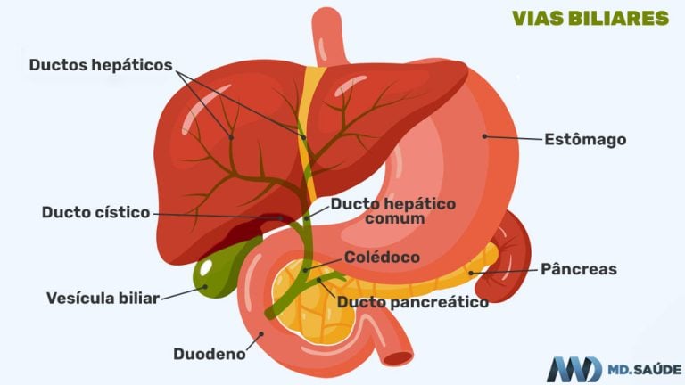 Onde fica cada órgão do corpo humano? | MD.Saúde