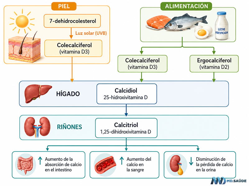 Cómo obtenemos la vitamina D