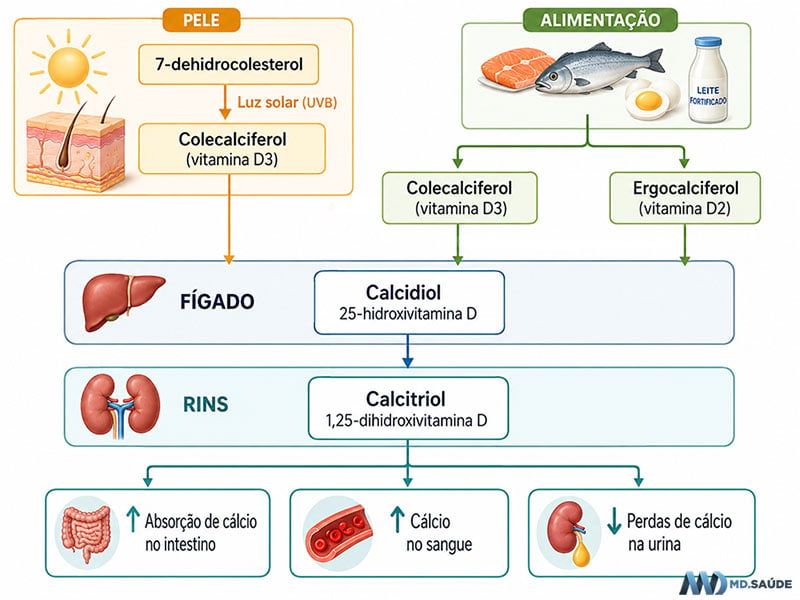 Obtenção e ativação da vitamina D