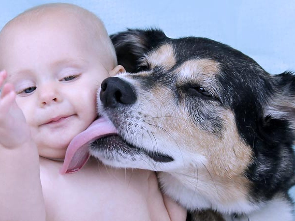 Doenças transmitidas por cães (zoonoses)
